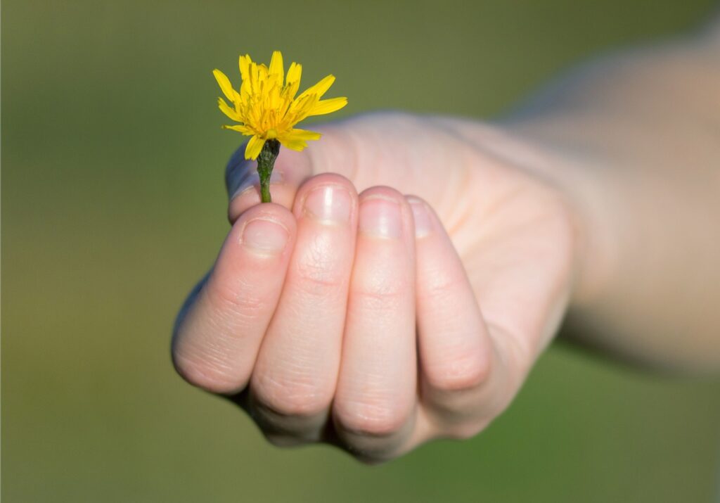 hand, gift, flower-3978193.jpg